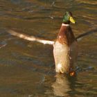 ...ich kann übers Wasser gehen !!!...