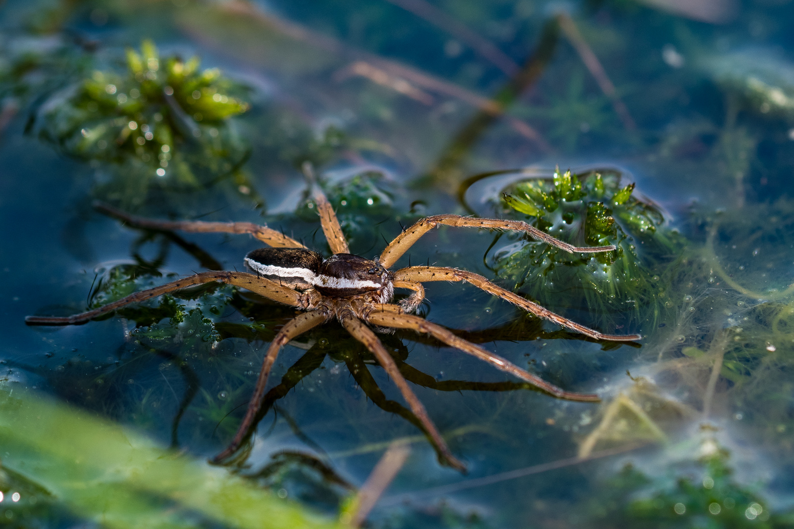 Ich kann übers Wasser geh´n - Gerandete Jagdspinne