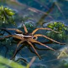 Ich kann übers Wasser geh´n - Gerandete Jagdspinne