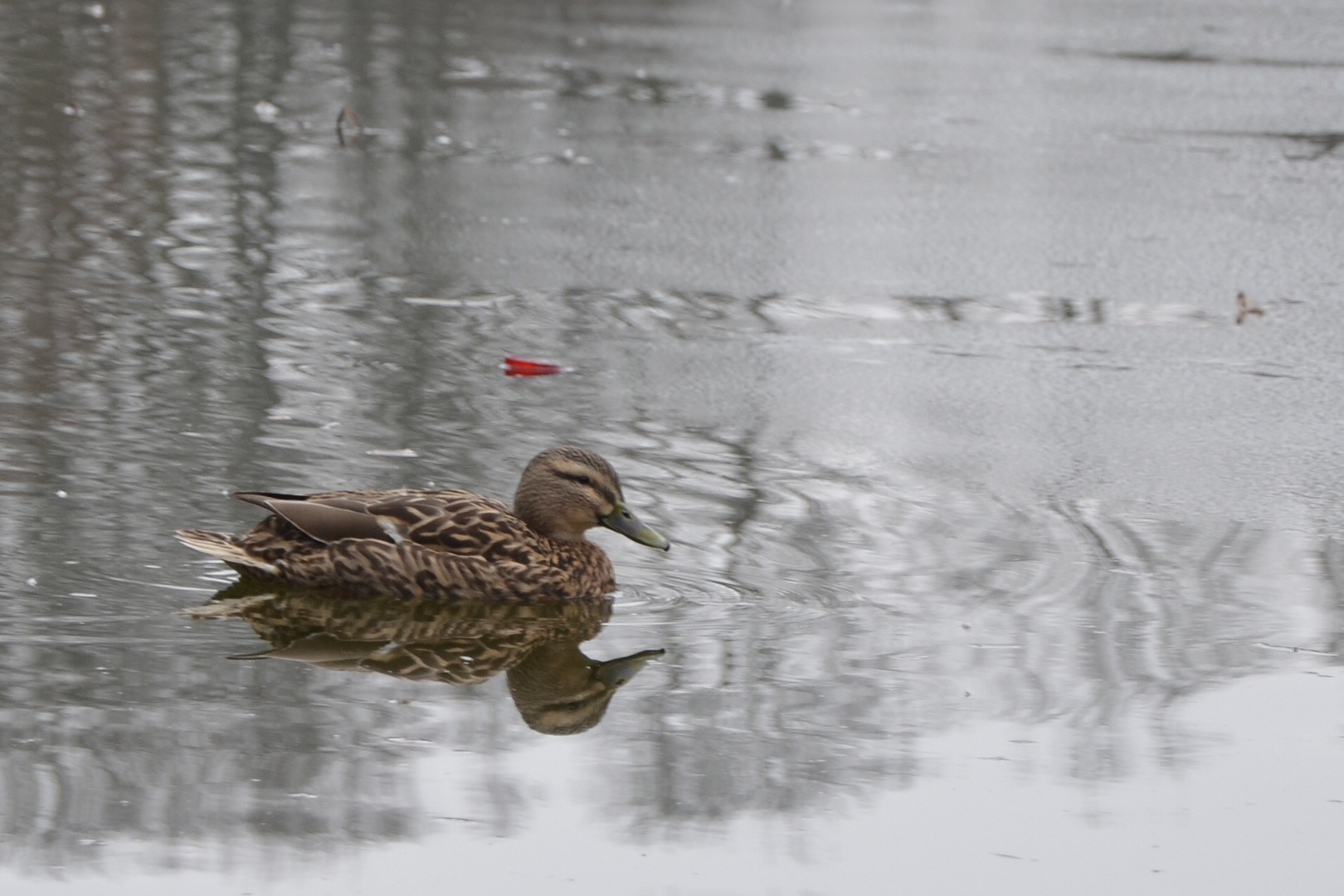 # Ich kann wieder schwimmen #