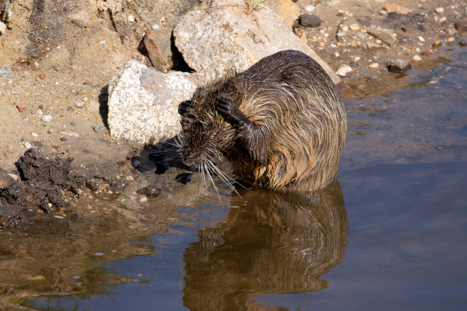 Ich kanns nicht mehr hören.... wasch dir die Hände .. Nutria -  Myocastor coypus