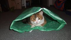 Ich kauf doch nicht die Katze im Sack!