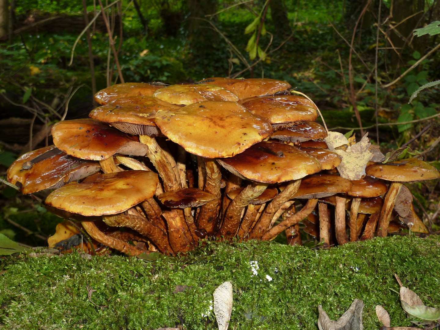 ich kenn die Pilze zwar nicht - sehen aber hübsch aus auf dem Moos 19-10-2013