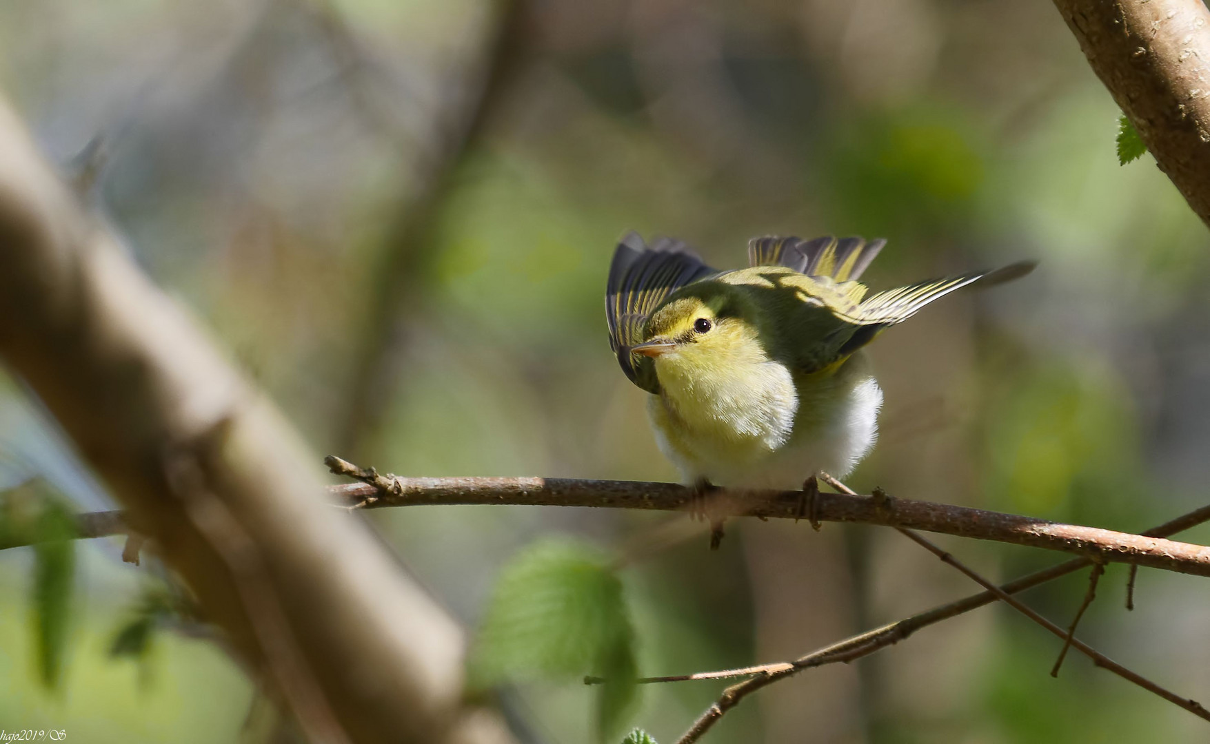 ich kenne keinen Ort an dem die Population der Waldlaubsänger (Phylloscopus sibilatrix).....