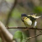 ich kenne keinen Ort an dem die Population der Waldlaubsänger (Phylloscopus sibilatrix).....