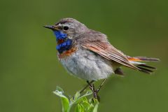 Ich könnte Euch ja schon mal ein Blaukehlchen zeigen