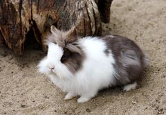 ich komm bald als Osterhase zu euch