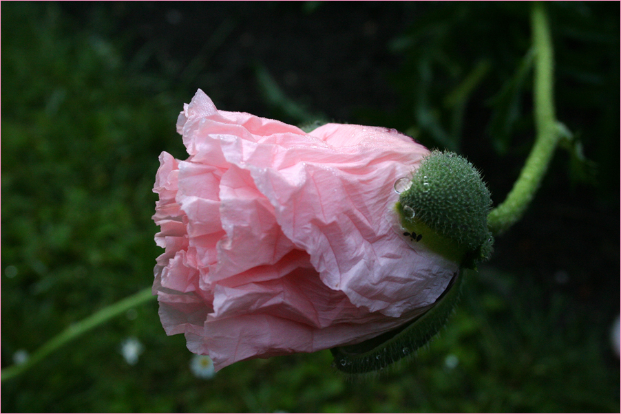 ich komm vom rosa Mohn nicht los ;-)