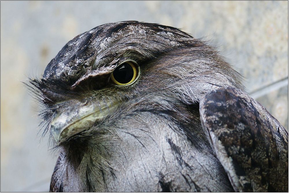 Ich komme aus Australien Foto & Bild | tiere, zoo, wildpark & falknerei ...