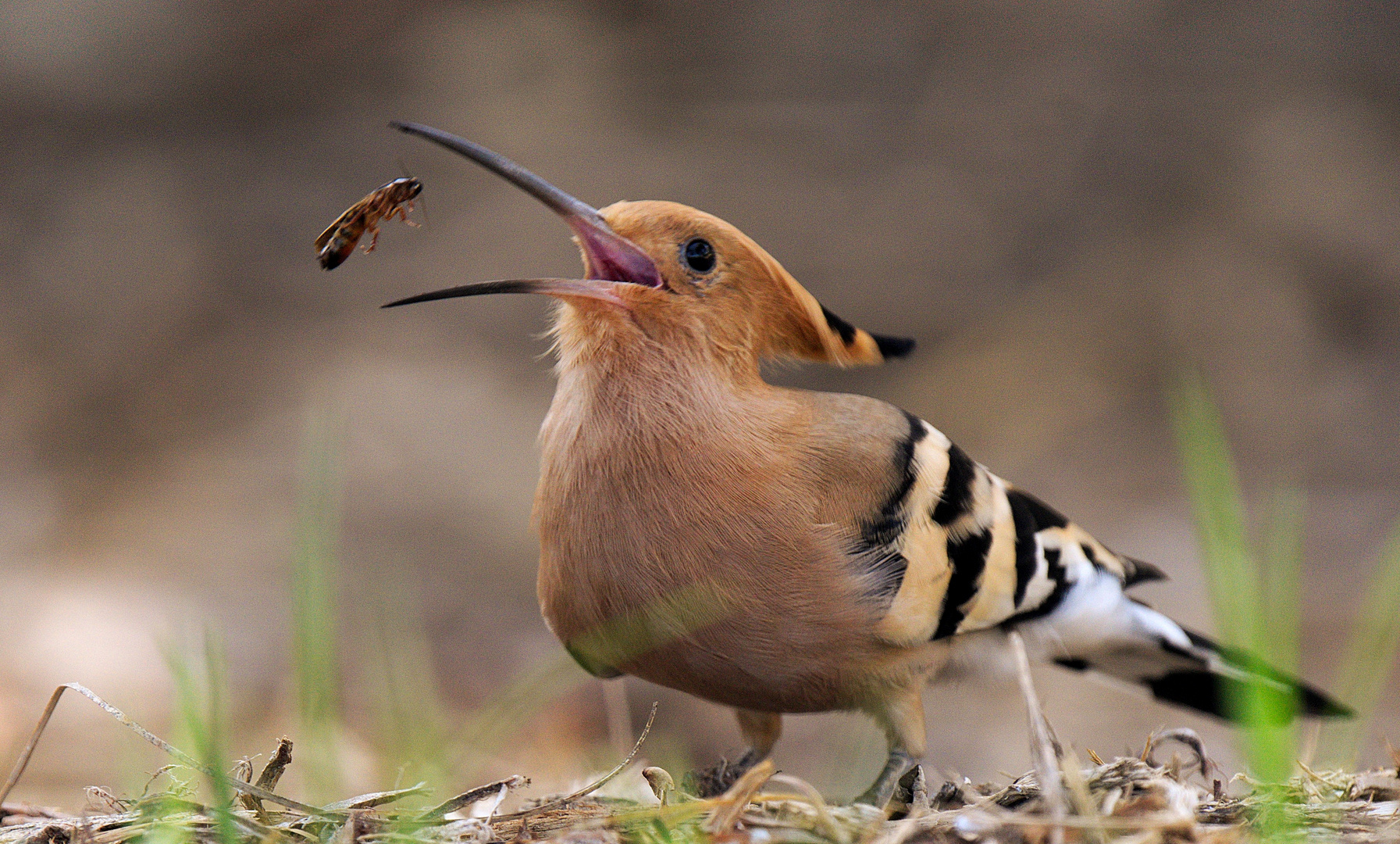 Ich komme ! Foto & Bild | tiere, wildlife, wild lebende vögel Bilder ...
