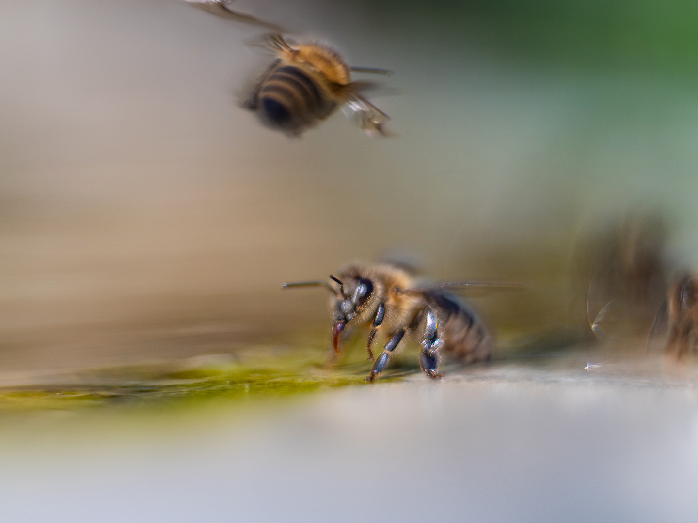 "Ich komme!!"