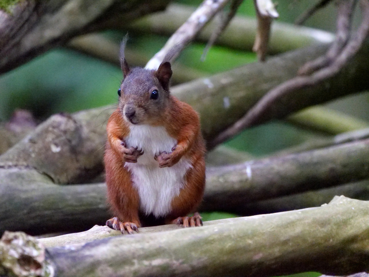 Ich komme gerade aus der Muckibude!