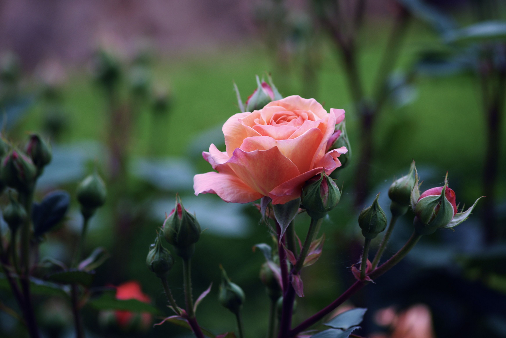 Ich komme immer wieder auf die Rosen zurück ...