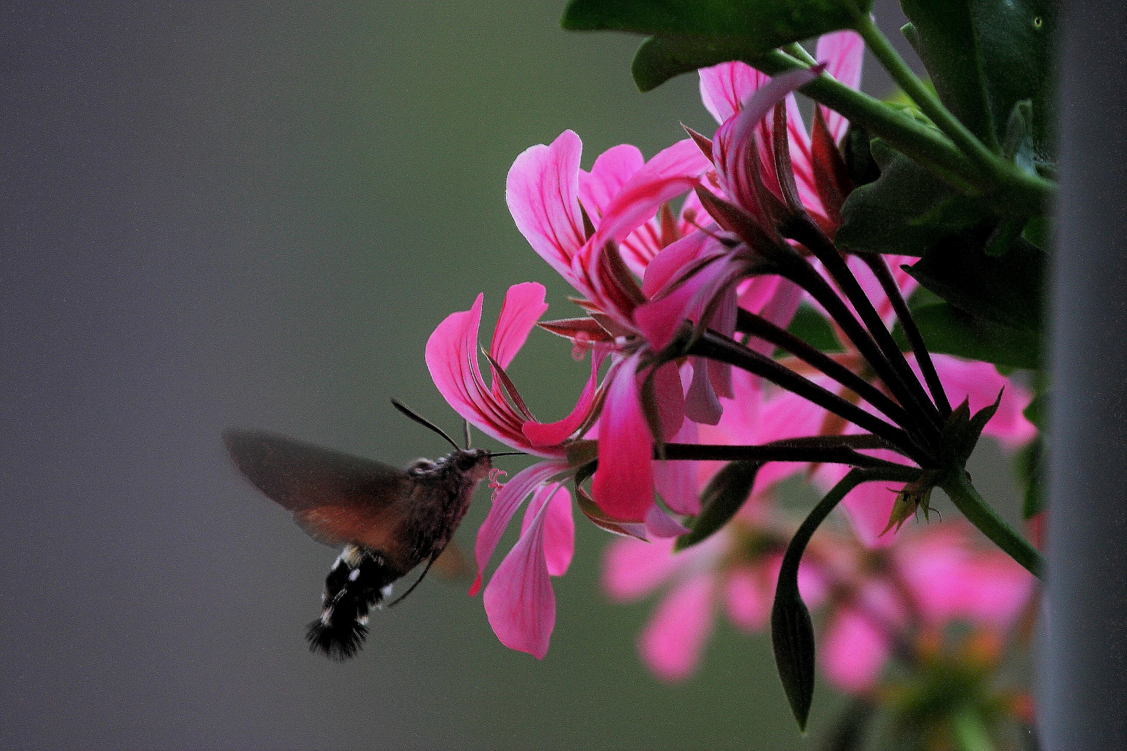 ich komme wieder Foto & Bild | blumen, insekten, käfer ...