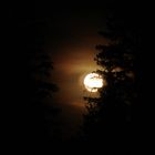 Ich konnte den Mond gerade noch fotografieren, bevor er sich hinter den Bäumen versteckte