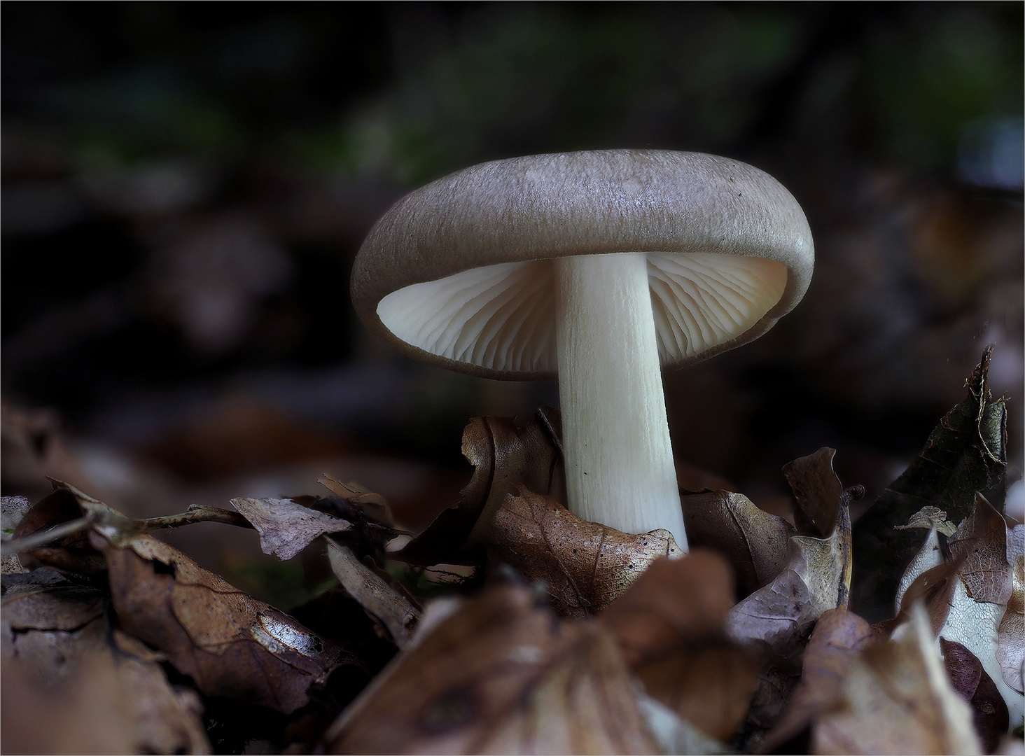 Ich konnte leider diesen Pilz nicht identifizieren.