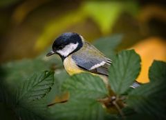 "ICH KONNTE NICHT ANDERS"