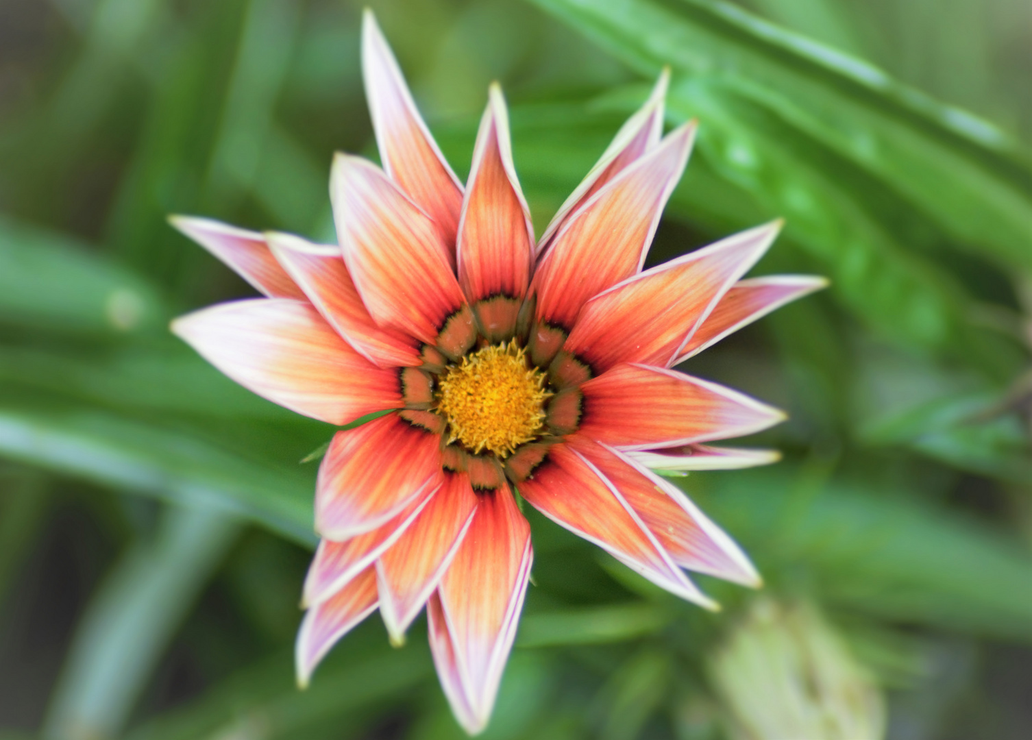 Ich konnte nicht einfach vorbeigehen (Sonnentaler-Gazania linearis)