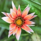 Ich konnte nicht einfach vorbeigehen (Sonnentaler-Gazania linearis)