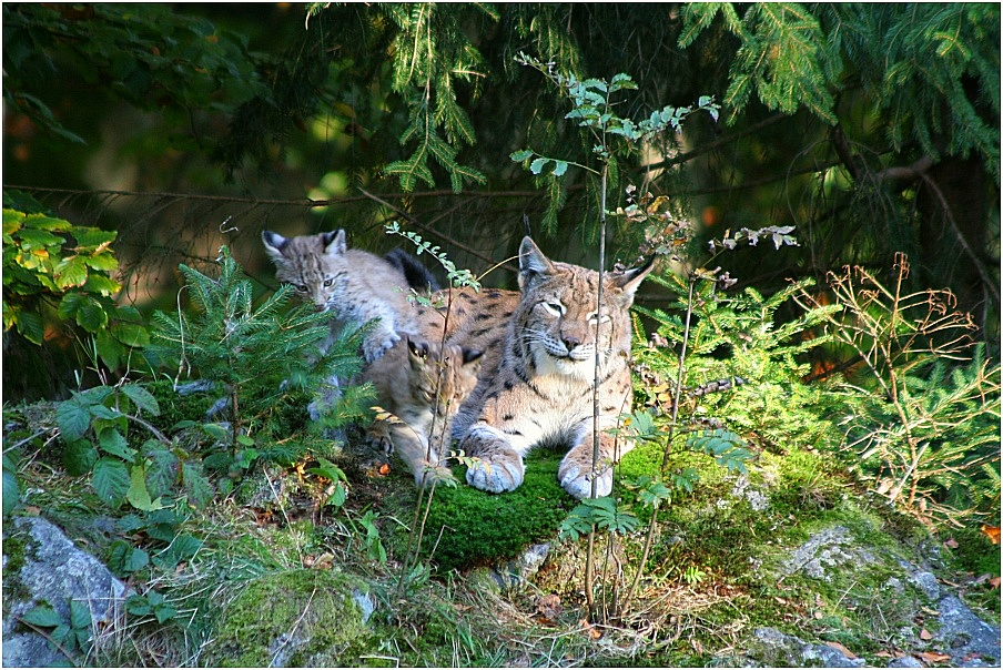 Ich krieg dich +++ Luchsnachwuchs Nationalpark Bayerischer Wald