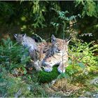 Ich krieg dich +++ Luchsnachwuchs Nationalpark Bayerischer Wald