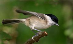 "Ich krieg sie nicht mehr los ...."