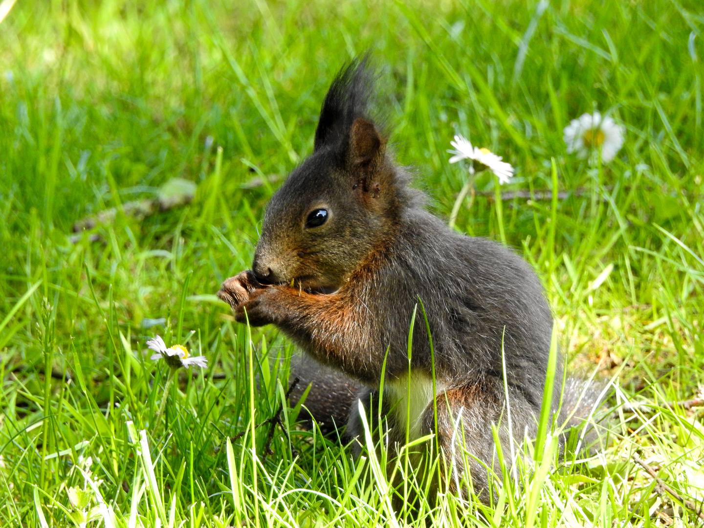 Ich   l  i e b e   Gänseblümchen!