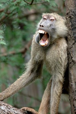 Ich lach mich kaputt...