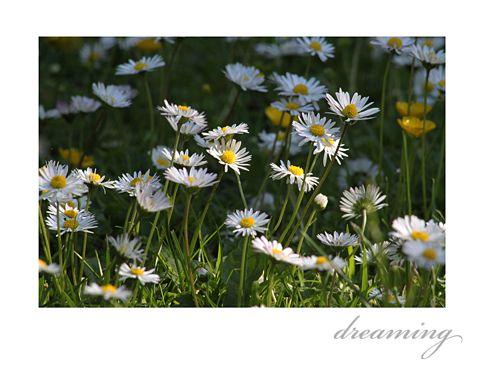 ich lag im gras