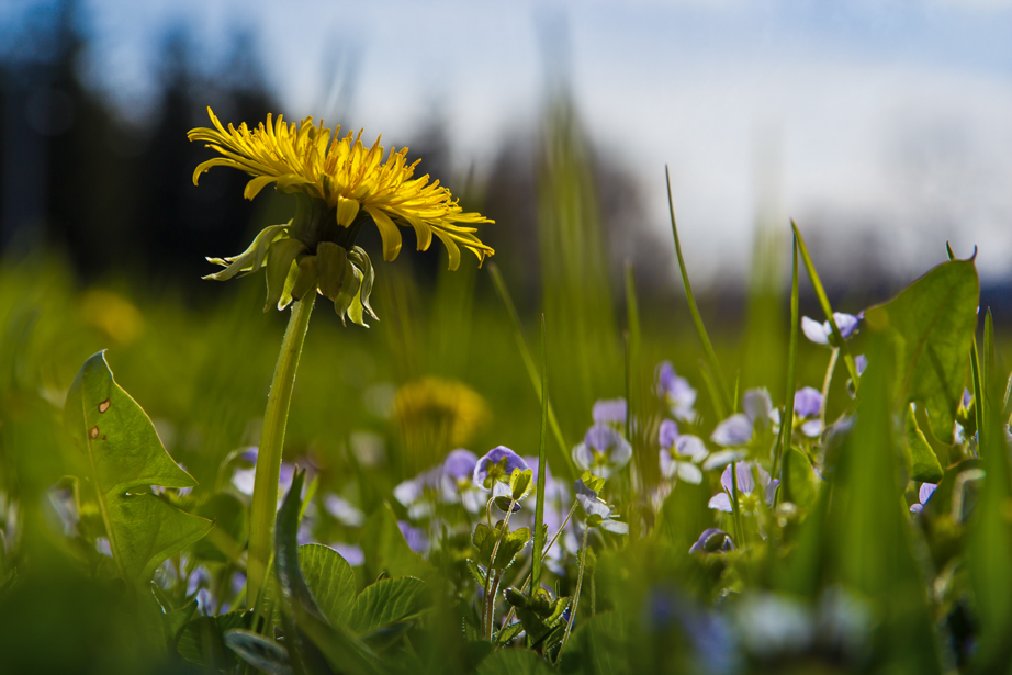 Ich lag im Gras und...