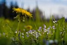 Ich lag im Gras und... von Triskelant 