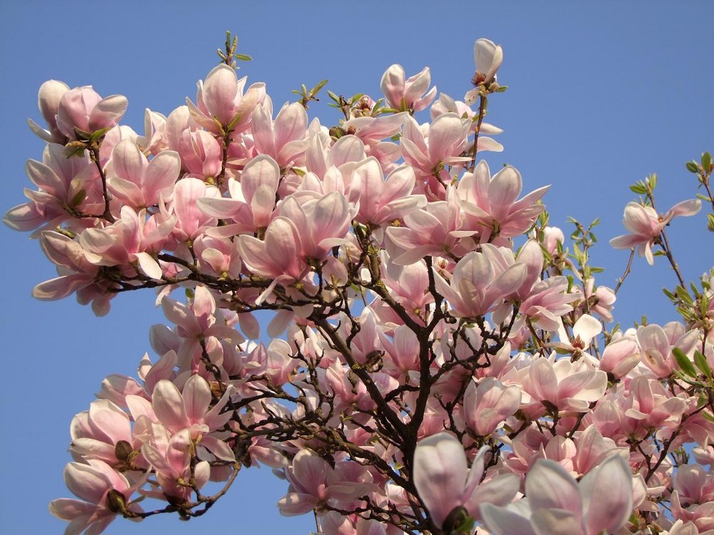 Ich lag unter dem Magnolienbaum....