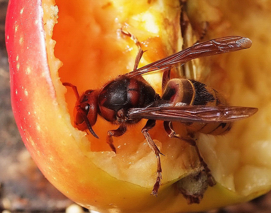 Ich laß es mir schmecken