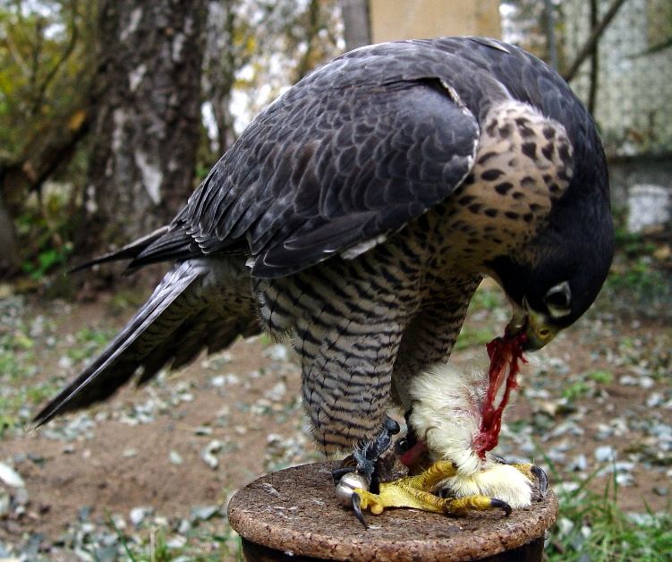 Ich lass es mir schmecken, da kann mich keiner stören.