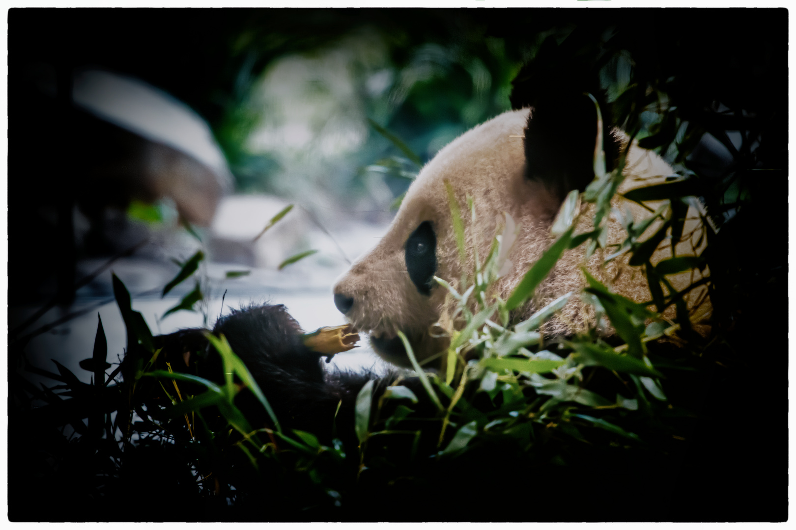 Ich lass mich doch nicht stören- Panda