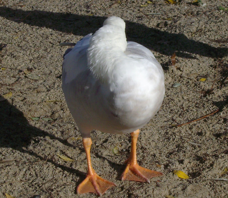 "Ich lass mich nicht länger fotografieren!"