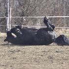 Ich laß mir jetzt die Sonne auf den Bauch scheinen.....