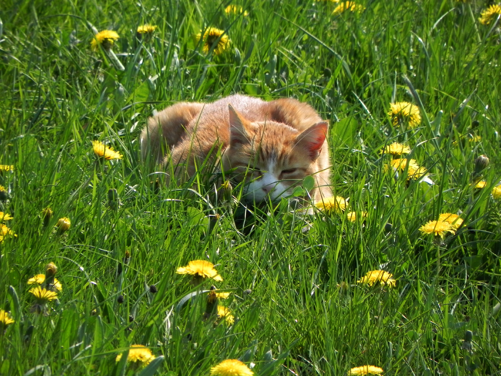 Ich lauere auf den Frühling