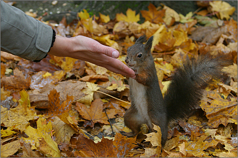 ...ich les´ aus ihrer hand, madame !