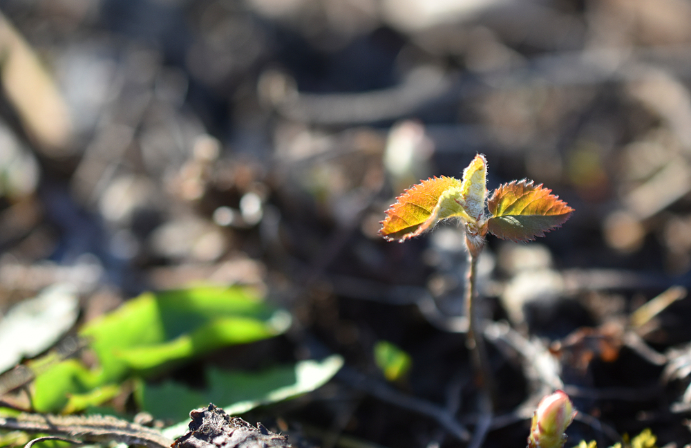 Ich lieb den Frühling