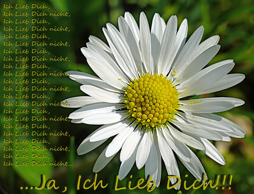 Ich Lieb Dich, Ich Lieb Dich nicht... Foto & Bild pflanzen, pilze
