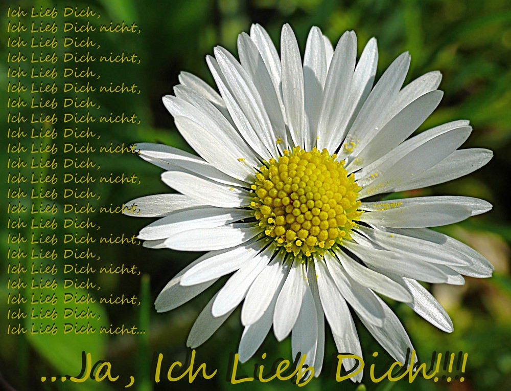 Ich Lieb Dich, Ich Lieb Dich nicht...