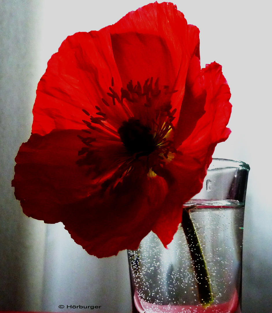 Ich liebe auch Mohn...