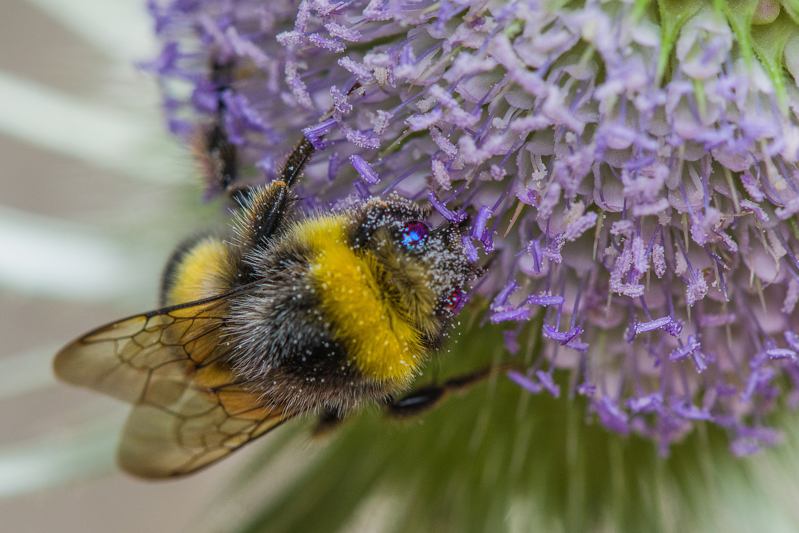 Ich liebe Blütenpollen