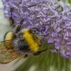 Ich liebe Blütenpollen