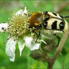 Ich liebe Brombeerblüten... 