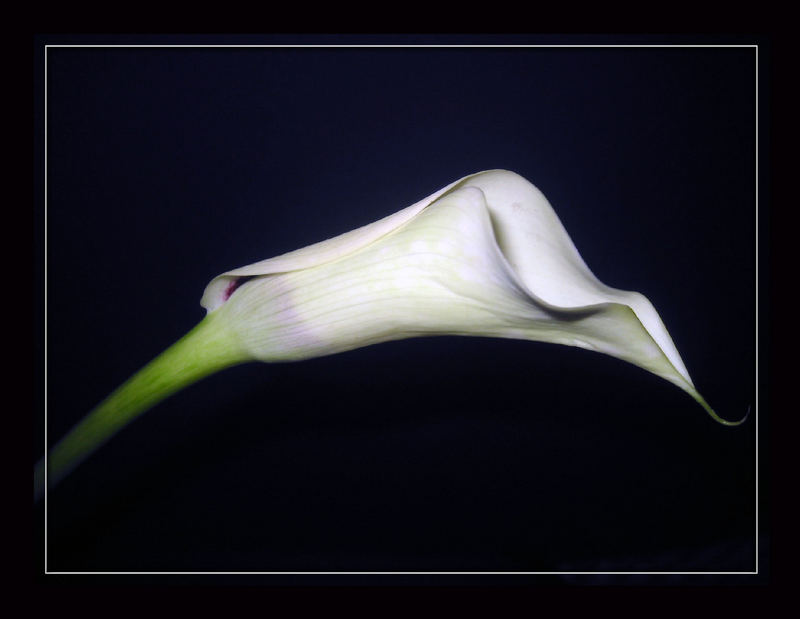 ich liebe Callas