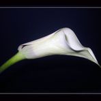 ich liebe Callas