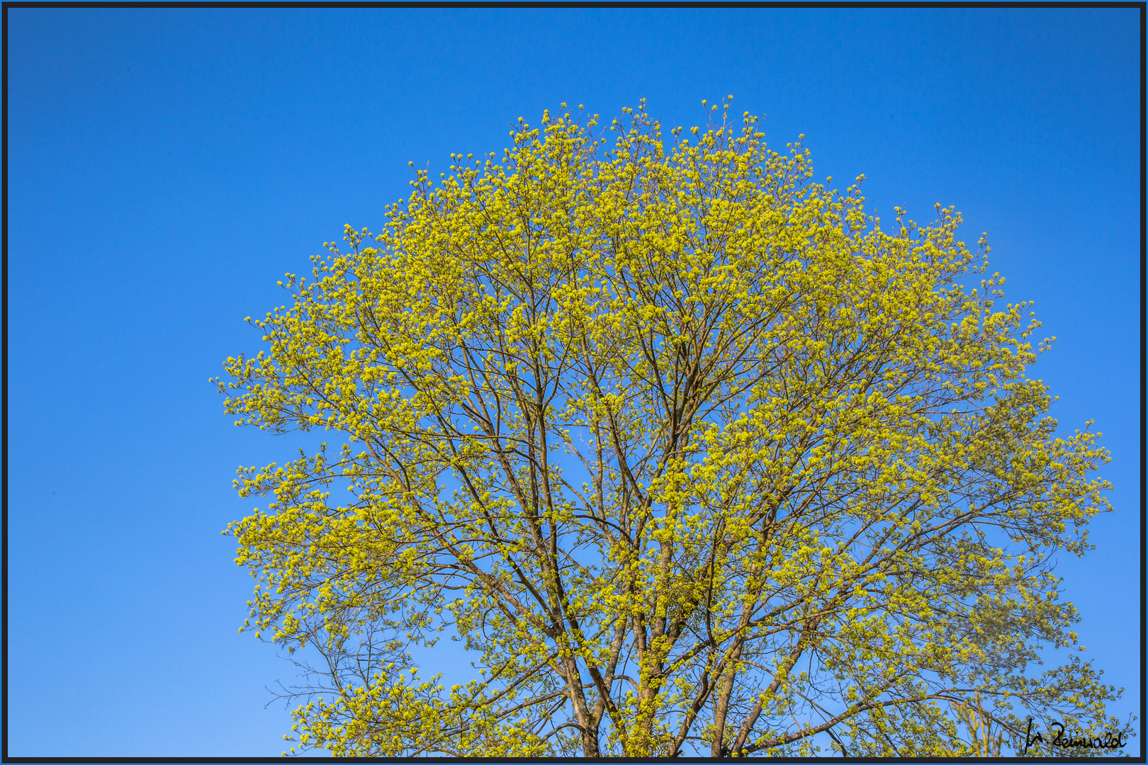 Ich liebe den Frühling