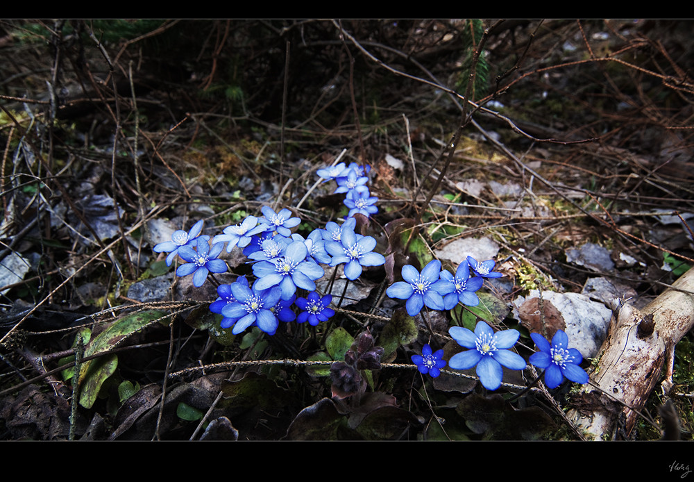 ~Ich LIEBE den Frühling~